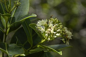 Humiria balsamifera -lajin kukinto