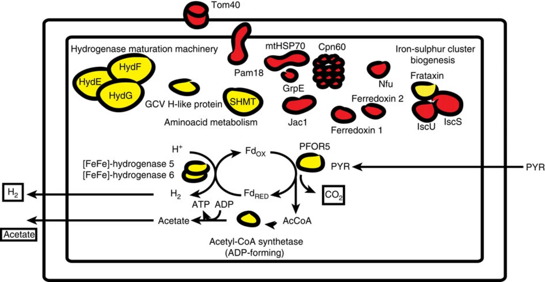 Hydrogenosome