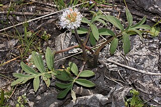 <i>Hydrophyllum capitatum</i> Species of flowering plant