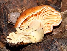 Hygrocybe austropratensis Hazelbr 3.jpg