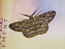 Hypomecis transcissa מסרי לנקה.jpg