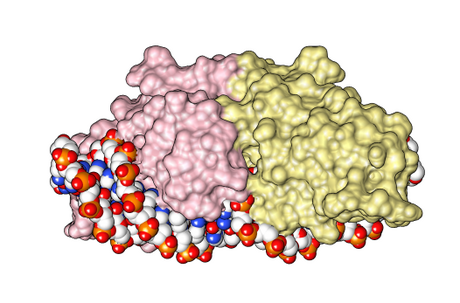 Homing endonuclease