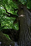 Sommerlinde (Tilia platyphyllos)