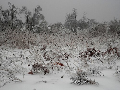 2013 Ice Storm