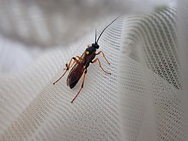 Ichneumon lotatorius