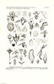 Appendicula pendula (as syn. Appendicula latibracteata) tab 28 fig. 5 in: Johannes Jacobus Smith: Icones Orchidacearum Malayensium I (1930)