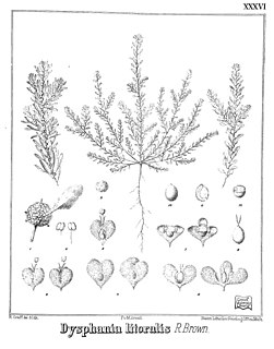 <i>Dysphania littoralis</i> Species of flowering plant