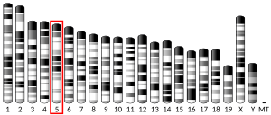 mouse chromosome 5