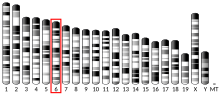 Thumbnail for Oxytocin receptor