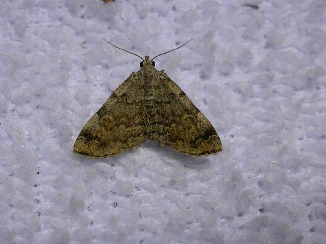 Idia americalis