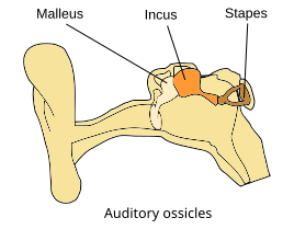 File:Illu auditory ossicles-en.svg