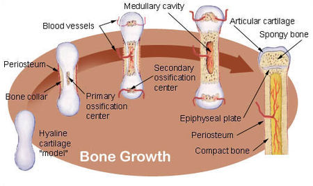 ไฟล์:Illu_bone_growth.jpg