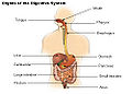 Organs of the digestive system