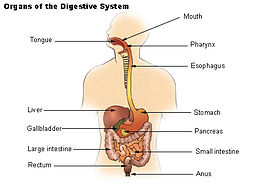 Apparatus Digestorius