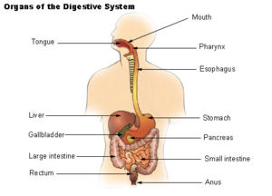 Esophago