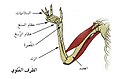 الأطراف العلوية ، وفيها يظهر الزند.