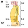 Muōi-bău-gáuk的縮略圖