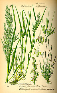 Illustration_Chamagrostis_minima0.jpg