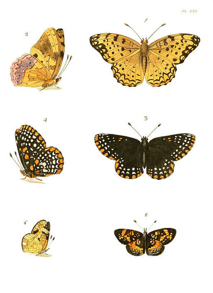 File:Illustrations of Exotic Entomology I 21.jpg