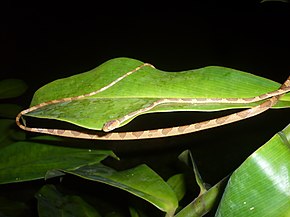 Afbeelding beschrijving Imantodes lentiferus Peru 04.JPG.