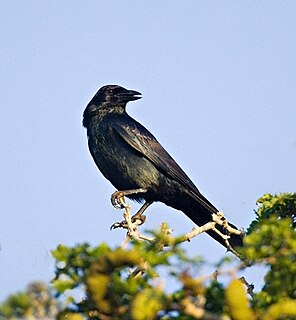 Tamaulipas crow species of bird