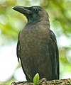 Indian Crow.jpg
