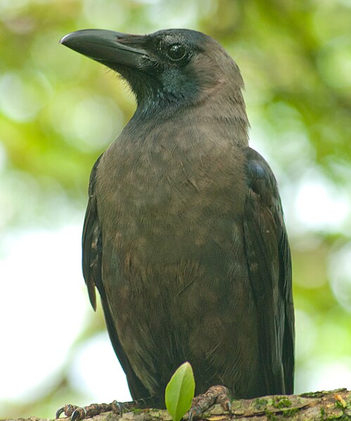 File:Indian Crow.jpg