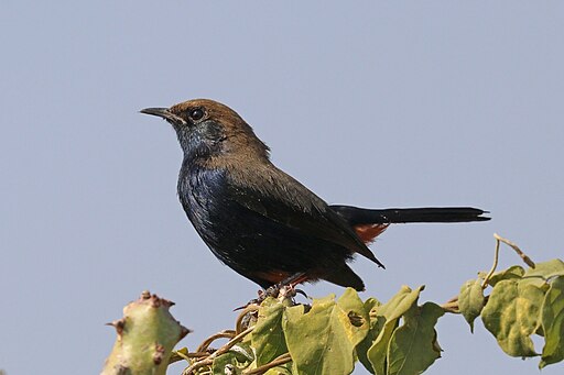 Indian robin (Saxicoloides fulicatus cambaiensis) male