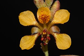 <i>Hoffmannseggia glauca</i> Species of plant