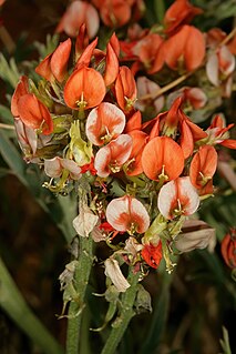 <i>Indigastrum</i> Genus of legumes