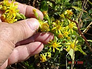 Gall of Myopites stylatus under development on Dittrichia viscosa Inule visquese galle en formation.JPG