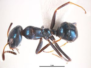 Iridomyrmex coeruleus.jpg