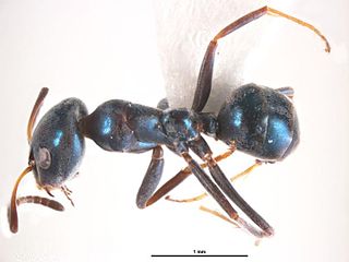 <i>Iridomyrmex coeruleus</i> Species of ant