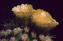 Islaya copiapoides.jpg