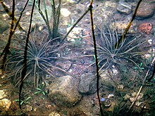 Isoetes lacustris