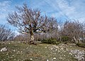 * Nomination Beech (Fagus sylvatica) near the summit of Itxogana. Álava, Basque Country, Spain --Basotxerri 16:00, 24 January 2017 (UTC) * Promotion  Support Good quality.--Famberhorst 16:24, 24 January 2017 (UTC)