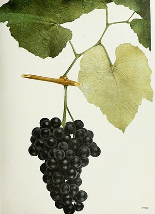 <span class="mw-page-title-main">Ives noir</span> Variety of grape