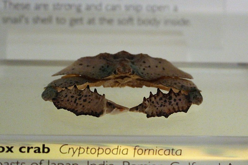 File:Iz - Cryptopodia fornicata - 1.jpg