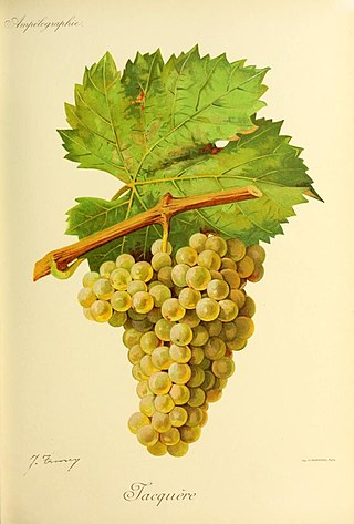 <span class="mw-page-title-main">Jacquère</span> Variety of grape
