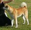 Japanese Akita, red