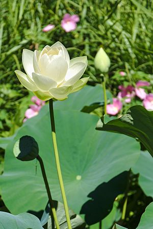 English: American lotus Nelumbo lutea in botanical garden "Jardin des Martels". Français : Lotus jaune d'Amérique Nelumbo lutea au Jardin botanique « Jardin des Martels ».