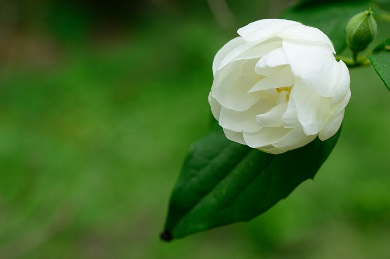 File:Jasminum sambac (14898069146).jpg