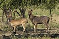 Javan Deer pair - Baluran - East Java (29505341903).jpg