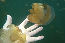 Jellyfish Lake, size comparison of Mastigias sp. papua etpisoni.jpg