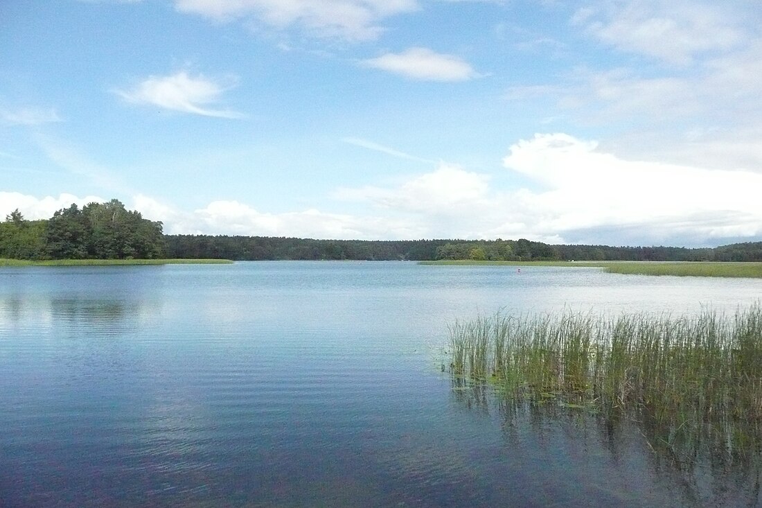 Studzeničnė (ežeras)