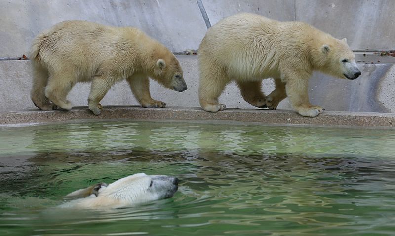 File:Junger Eisbaer Tierpark Hellabrunn-20.jpg