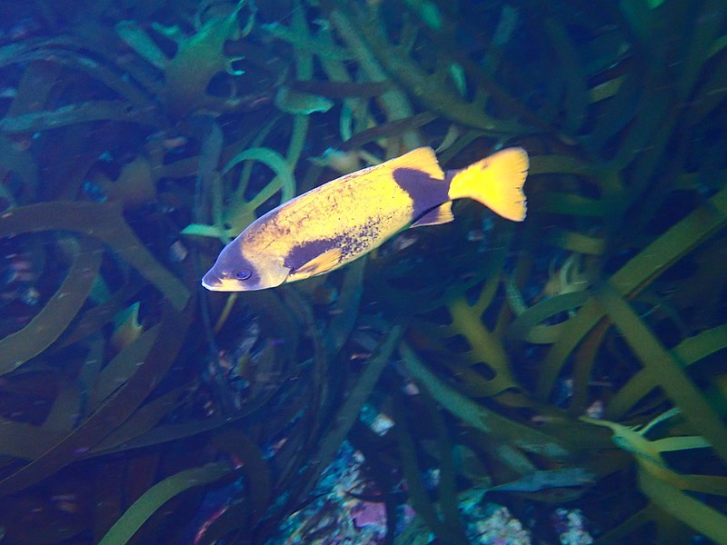 File:Juvenile Cape knifejaw at Alphard Banks P4100494.jpg