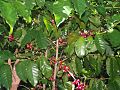 Axes secondaires de Coffea arabica se développant de manière rythmique de part et d'autre de l'axe principal.