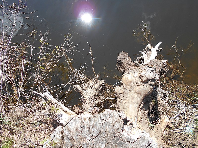 File:Kanivs'kyi district, Cherkas'ka oblast, Ukraine - panoramio (632).jpg