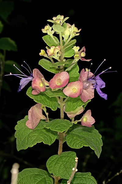 File:Karomia speciosa 1DS-II 2-5787.jpg